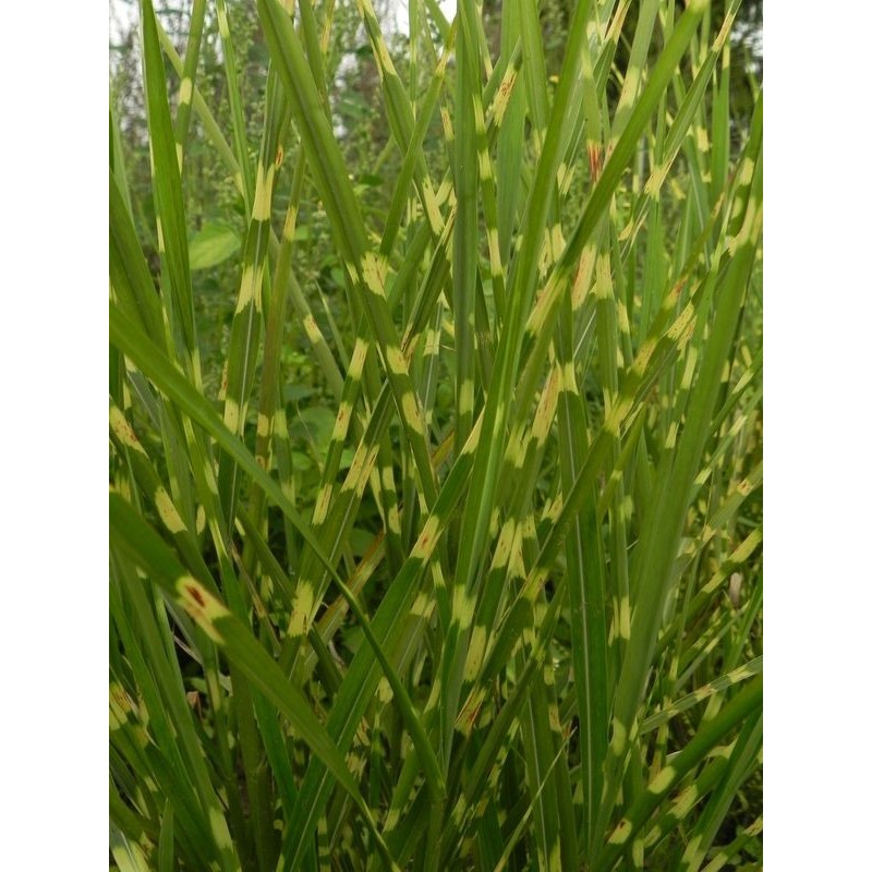 miskant chiński (Miscanthus sinensis) Strictus- Świat bylin - sklep internetowy