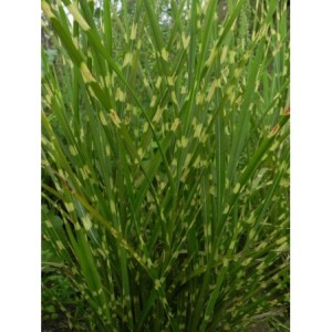 miskant chiński (Miscanthus sinensis) Strictus- Świat bylin - sklep internetowy