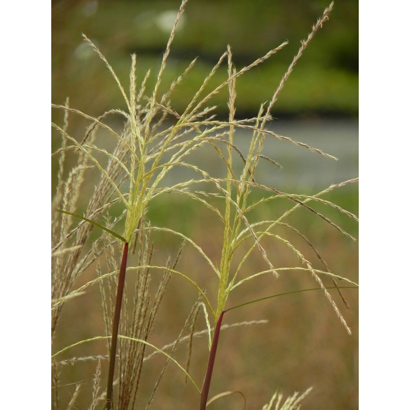 miskant chiński (Miscanthus sinensis) Vanilla Sky- Świat bylin - sklep internetowy
