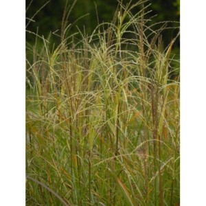 miskant chiński (Miscanthus sinensis) Vanilla Sky- Świat bylin - sklep internetowy