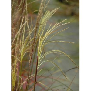 miskant chiński (Miscanthus sinensis) Vanilla Sky- Świat bylin - sklep internetowy