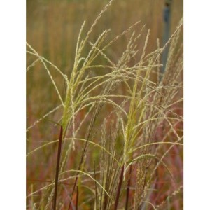 miskant chiński (Miscanthus sinensis) Vanilla Sky- Świat bylin - sklep internetowy