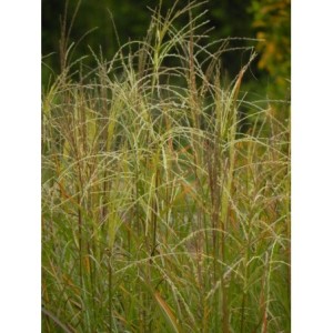 miskant chiński (Miscanthus sinensis) Vanilla Sky- Świat bylin - sklep internetowy