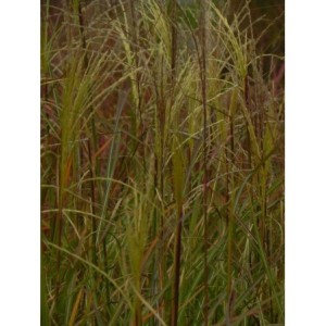 miskant chiński (Miscanthus sinensis) Vanilla Sky- Świat bylin - sklep internetowy