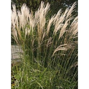 miskant chiński (Miscanthus sinensis) Yaku Jhima- Świat bylin - sklep internetowy