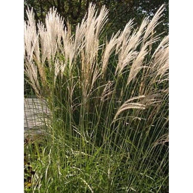 miskant chiński (Miscanthus sinensis) Yaku Jhima- Świat bylin - sklep internetowy
