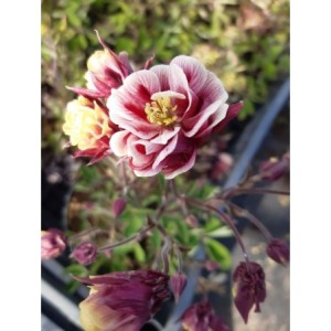 orlik pospolity (Aquilegia vulgaris) Winky Double Red & White- Świat bylin - sklep internetowy