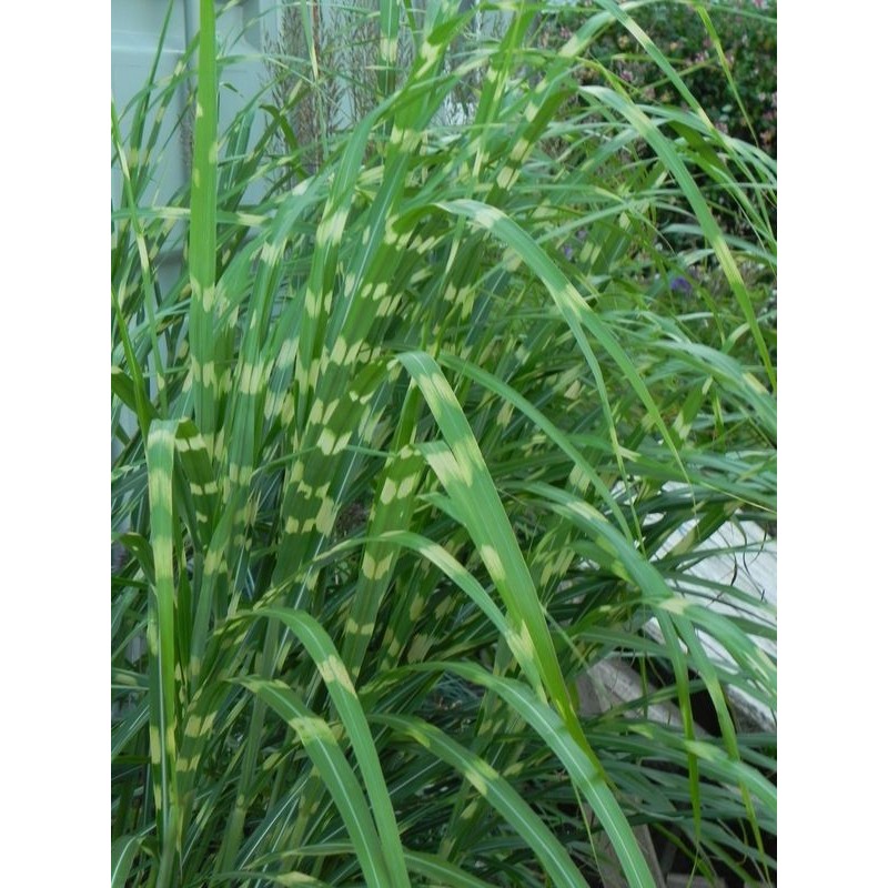 miskant chiński (Miscanthus sinensis) Zebrinus- Świat bylin - sklep internetowy