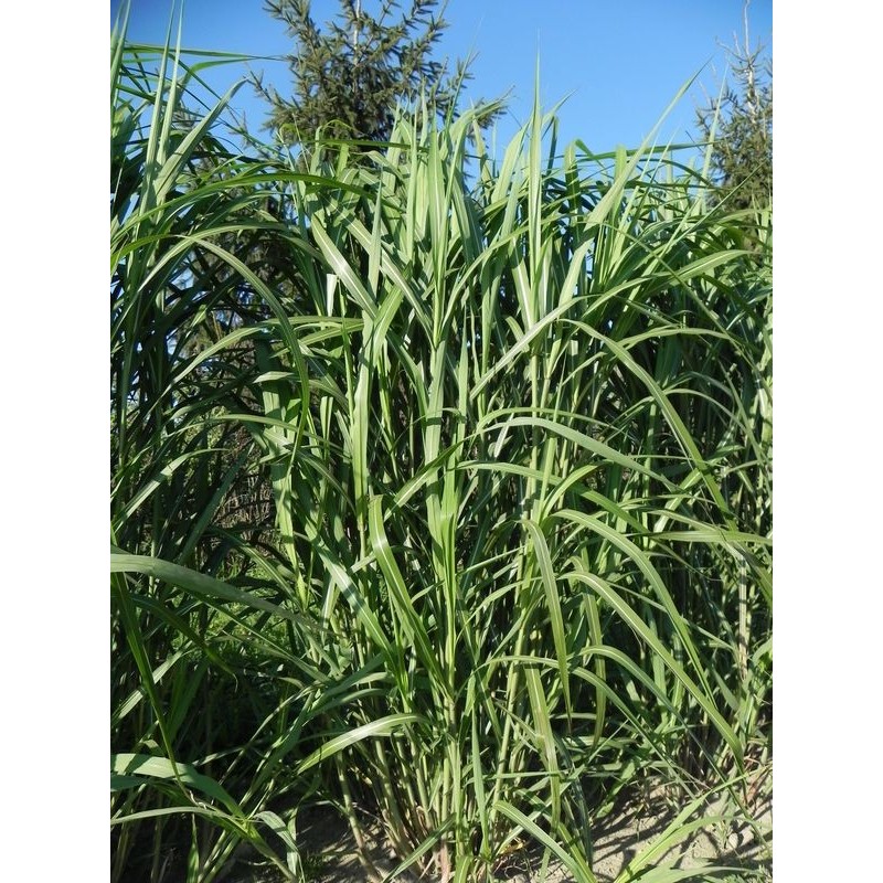 miskant olbrzymi (Miscanthus x giganteus) - Świat bylin - sklep internetowy