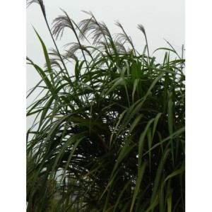miskant olbrzymi (Miscanthus x giganteus) - Świat bylin - sklep internetowy