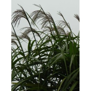 miskant olbrzymi (Miscanthus x giganteus) - Świat bylin - sklep internetowy