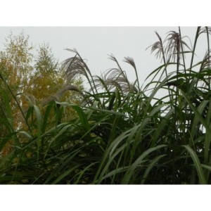 miskant olbrzymi (Miscanthus x giganteus) - Świat bylin - sklep internetowy