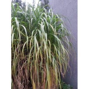 miskant olbrzymi (Miscanthus x giganteus) - Świat bylin - sklep internetowy