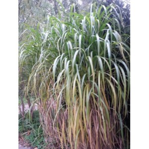miskant olbrzymi (Miscanthus x giganteus) - Świat bylin - sklep internetowy