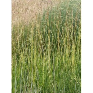 trzęślica trzcinowata (Molinia arundinacea) Annablond- Świat bylin - sklep internetowy