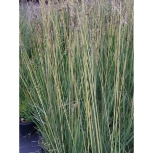 trzęślica trzcinowata (Molinia arundinacea) Annablond- Świat bylin - sklep internetowy