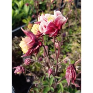 orlik pospolity (Aquilegia vulgaris) Winky Double Red & White- Świat bylin - sklep internetowy