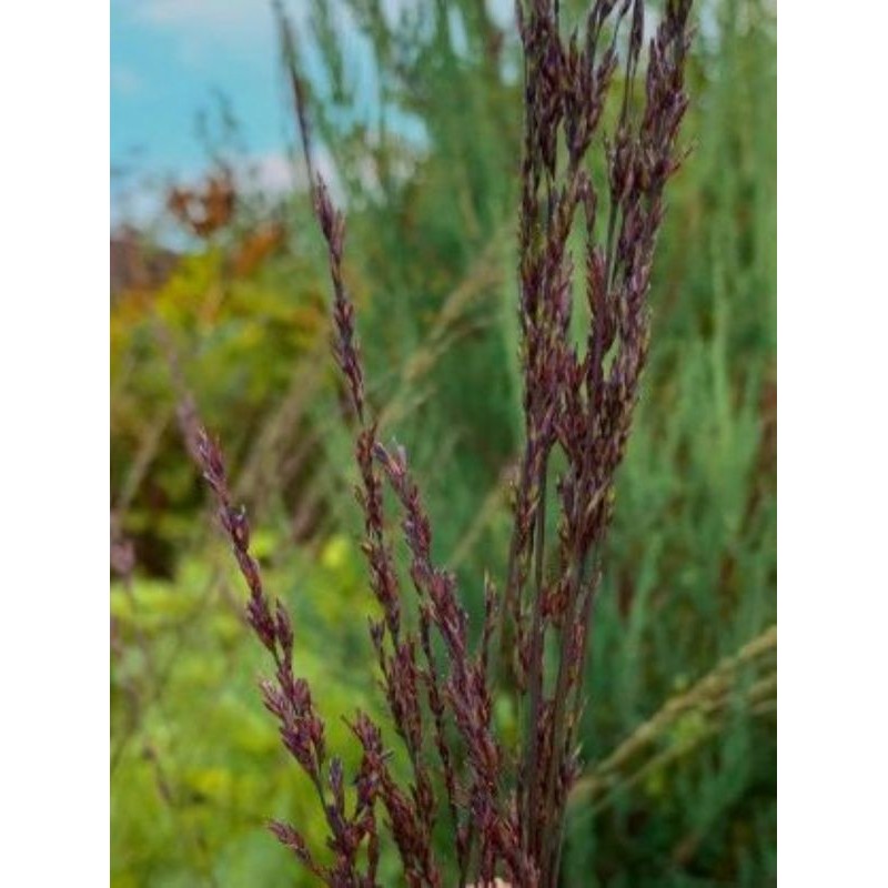 trzęślica trzcinowata (Molinia arundinacea) Black Arrow- Świat bylin - sklep internetowy