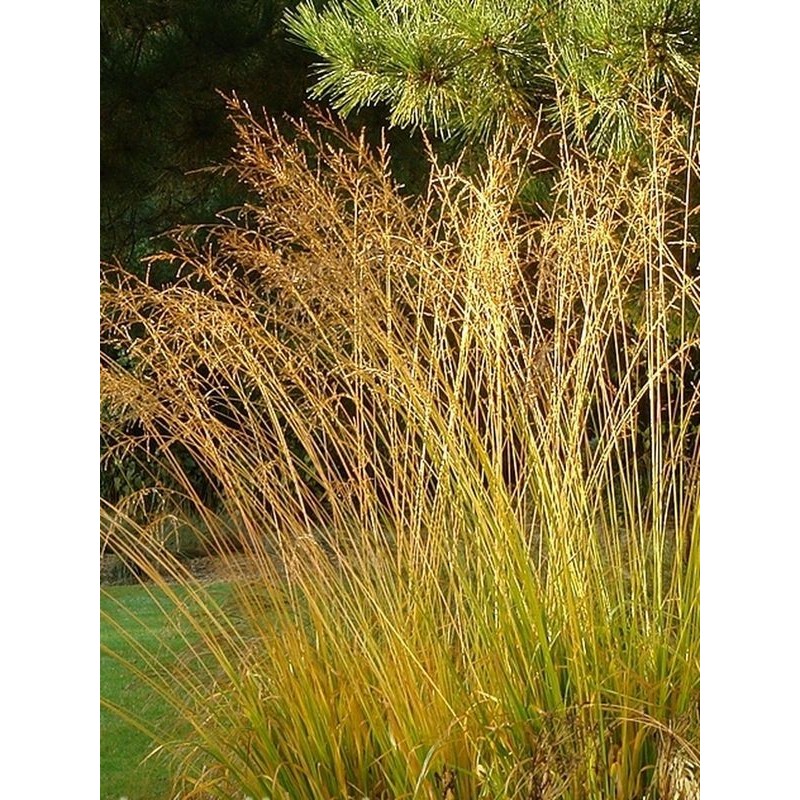 trzęślica trzcinowata (Molinia arundinacea) Karl Foester- Świat bylin - sklep internetowy