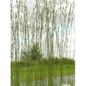 trzęślica trzcinowata (Molinia arundinacea) Karl Foester- Świat bylin - sklep internetowy