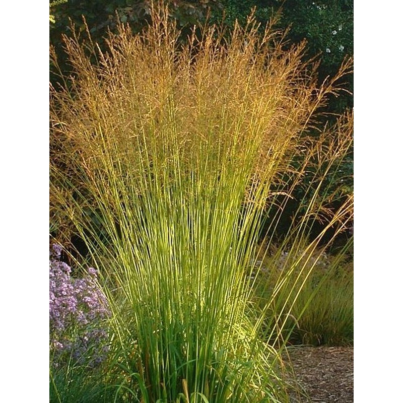 trzęślica trzcinowata (Molinia arundinacea) Skyracer- Świat bylin - sklep internetowy