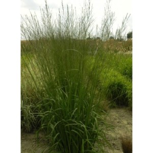 trzęślica trzcinowata (Molinia arundinacea) Skyracer- Świat bylin - sklep internetowy