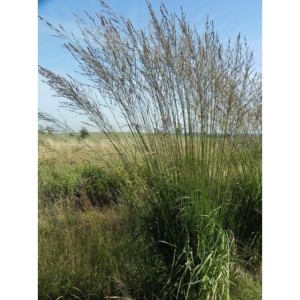 trzęślica trzcinowata (Molinia arundinacea) Skyracer- Świat bylin - sklep internetowy