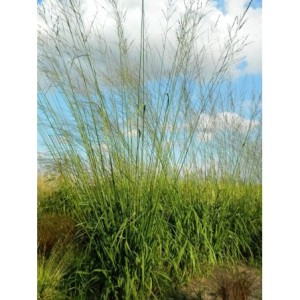 trzęślica trzcinowata (Molinia arundinacea) Skyracer- Świat bylin - sklep internetowy