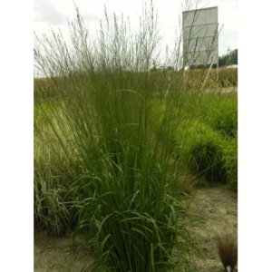 trzęślica trzcinowata (Molinia arundinacea) Skyracer- Świat bylin - sklep internetowy