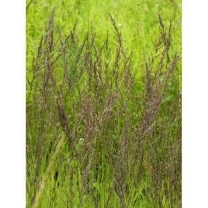 trzęślica modra (Molinia caerulea) Edith Dudszus- Świat bylin - sklep internetowy