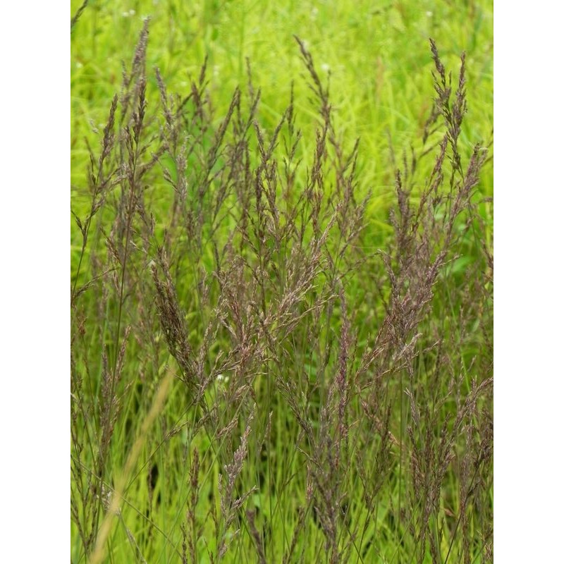 trzęślica modra (Molinia caerulea) Edith Dudszus- Świat bylin - sklep internetowy