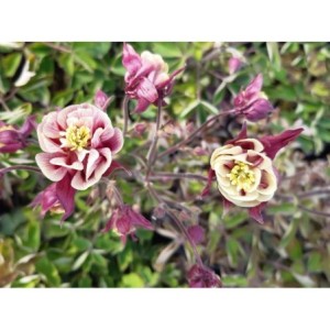 orlik pospolity (Aquilegia vulgaris) Winky Double Red & White- Świat bylin - sklep internetowy