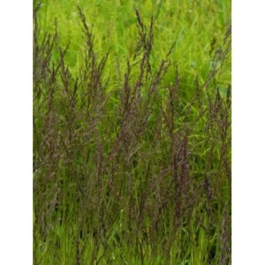 trzęślica modra (Molinia caerulea) Edith Dudszus- Świat bylin - sklep internetowy