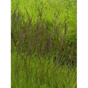 trzęślica modra (Molinia caerulea) Edith Dudszus- Świat bylin - sklep internetowy