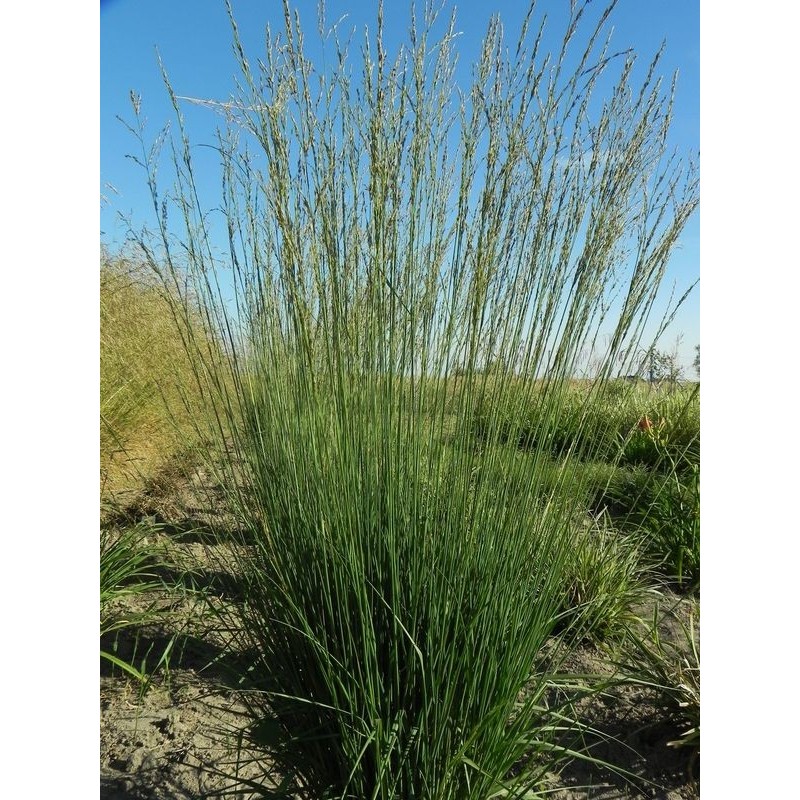 trzęślica modra (Molinia caerulea) Heidebraut- Świat bylin - sklep internetowy