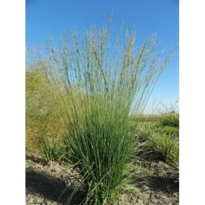 trzęślica modra (Molinia caerulea) Heidebraut- Świat bylin - sklep internetowy