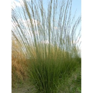 trzęślica modra (Molinia caerulea) Heidebraut- Świat bylin - sklep internetowy