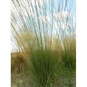 trzęślica modra (Molinia caerulea) Heidebraut- Świat bylin - sklep internetowy