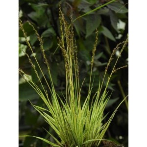 trzęślica modra (Molinia caerulea) Variegata- Świat bylin - sklep internetowy