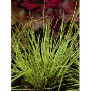 trzęślica modra (Molinia caerulea) Variegata- Świat bylin - sklep internetowy