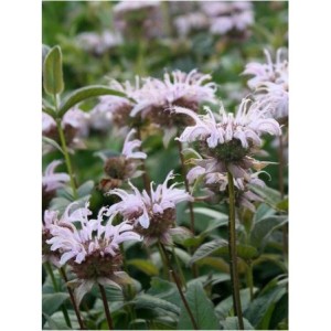 pysznogłówka Branbury`ego (Monarda bradburiana) - Świat bylin - sklep internetowy