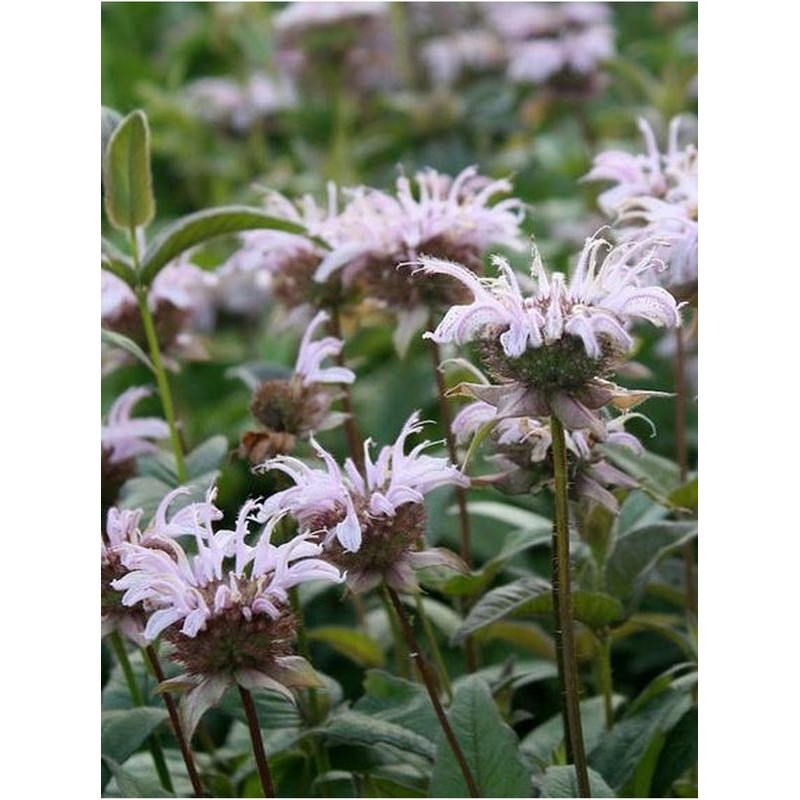 pysznogłówka Branbury`ego (Monarda bradburiana) - Świat bylin - sklep internetowy