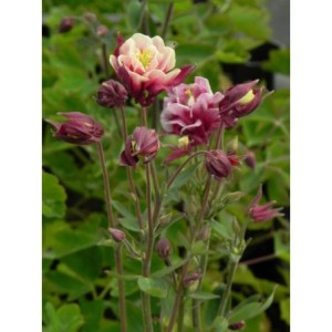 orlik pospolity (Aquilegia vulgaris) Winky Double Red & White- Świat bylin - sklep internetowy