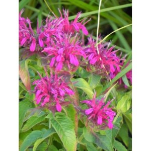 pysznogłówka dwoista (Monarda didyma) Balmy Purple Red- Świat bylin - sklep internetowy