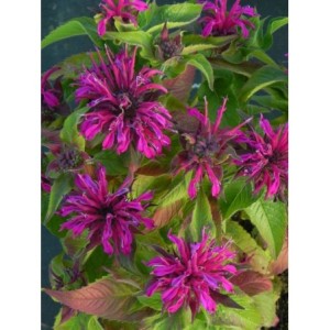 pysznogłówka dwoista (Monarda didyma) Balmy Purple Red- Świat bylin - sklep internetowy