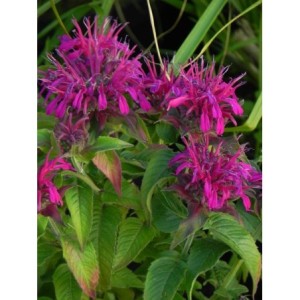 pysznogłówka dwoista (Monarda didyma) Balmy Purple Red- Świat bylin - sklep internetowy