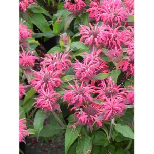 pysznogłówka dwoista (Monarda didyma) Balmy Rose- Świat bylin - sklep internetowy