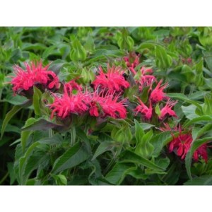 pysznogłówka dwoista (Monarda didyma) Balmy Rose- Świat bylin - sklep internetowy