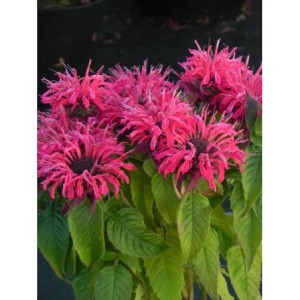 pysznogłówka dwoista (Monarda didyma) Balmy Rose- Świat bylin - sklep internetowy