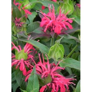 pysznogłówka dwoista (Monarda didyma) Balmy Rose- Świat bylin - sklep internetowy